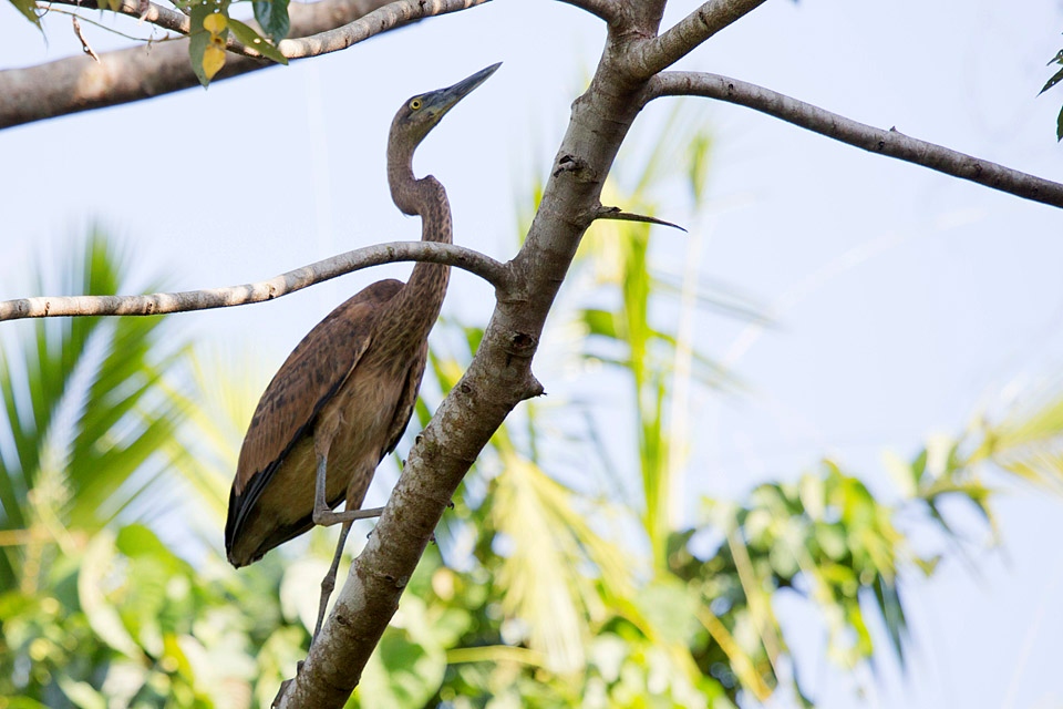 Great-billed Heron (Ardea sumatrana)